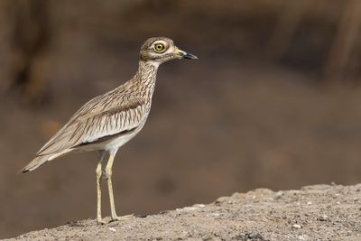 Senegal Thick-knee - Senegalese Griel - Oedicnème du Sénégal