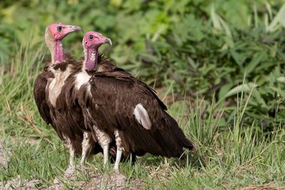 Hooded Vulture - Kapgier - Vautour charognard