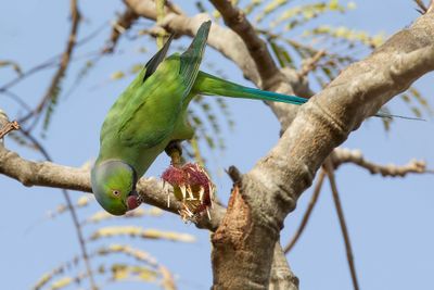 Rose-ringed Parakeet - Halsbandparkiet - Perruche à collier