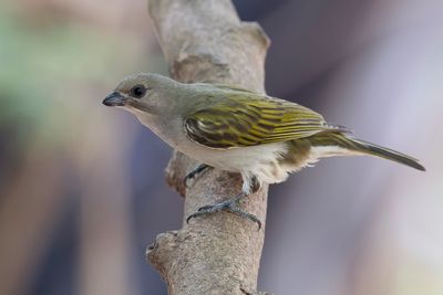 Lesser Honeyguide - Kleine Honingspeurder - Petit Indicateur