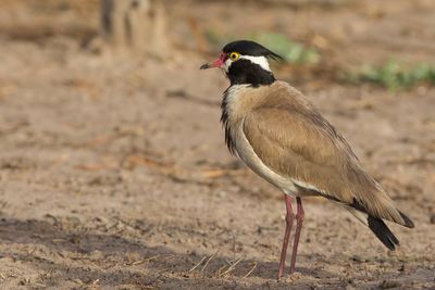 Black-headed Lapwing - Zwartkopkievit - Vanneau à tête noire