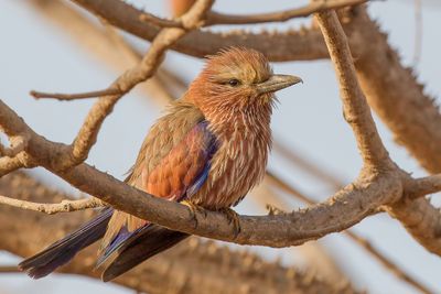 Purple Roller - Roodkruinscharrelaar - Rollier vari