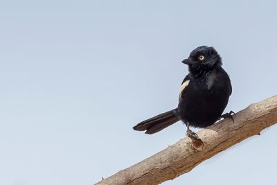 White-shouldered Black Tit - Guinese Mees - Mésange galonnée