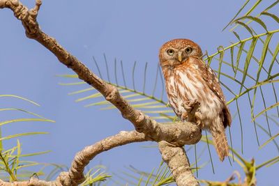 Pearl-spotted Owlet - Geparelde Dwerguil - Chevêchette perlée