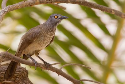 Brown Babbler - Sahelbabbelaar - Cratérope brun