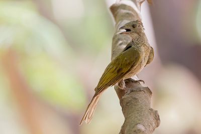 Spotted Honeyguide - Gevlekte Honingspeurder - Indicateur tacheté