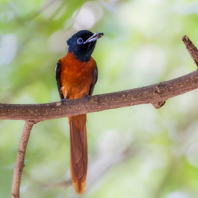 Red-bellied Paradise Flycatcher - Roodbuikparadijsmonarch - Tchitrec à ventre roux