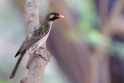 Greater Honeyguide - Grote Honingspeurder - Grand Indicateur
