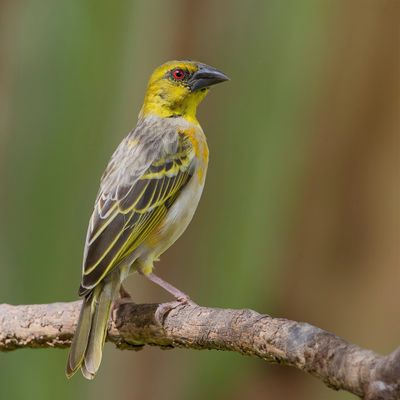 Village Weaver - Grote Textorwever - Tisserin gendarme
