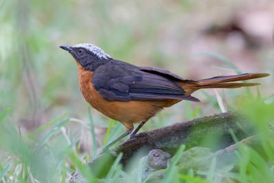 White-crowned Robin-Chat - Schubkaplawaaimaker - Cossyphe à calotte blanche