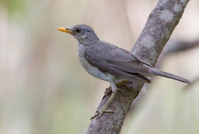 African Thrush - Pelioslijster - Merle africain