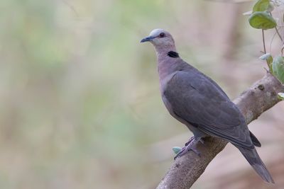Red-eyed Dove - Roodoogtortel - Tourterelle à collier