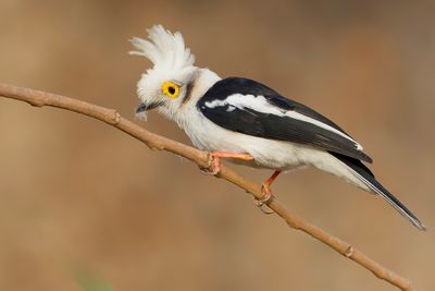 White-crested Helmetshrike - Helmklauwier - Bagadais casqué