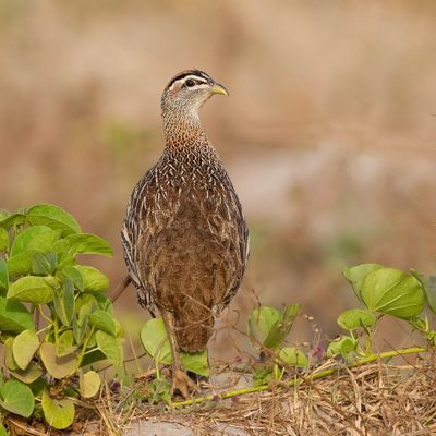 Double-spurred Spurfowl - Barbarijse Frankolijn - Francolin à double éperon (m)