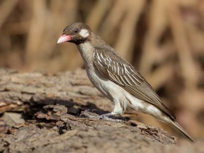 Greater Honeyguide - Grote Honingspeurder - Grand Indicateur (m)