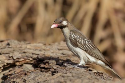 Greater Honeyguide - Grote Honingspeurder - Grand Indicateur (m)
