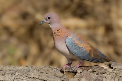 Laughing Dove - Palmtortel - Tourterelle maillée