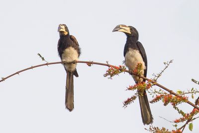 West African Pied Hornbill - Calao brévibande