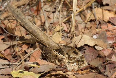 Long-tailed Nightjar - Langstaartnachtzwaluw - Engoulevent à longue queue