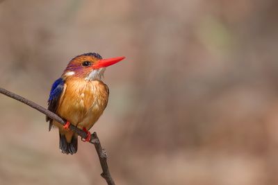 African Pygmy Kingfisher - Afrikaanse Dwergijsvogel - Martin-pêcheur pygmée