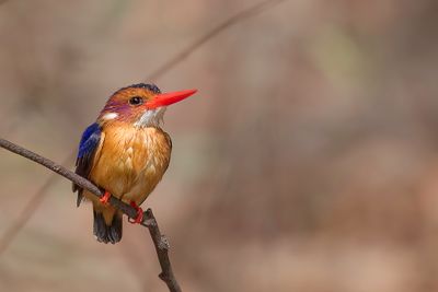 African Pygmy Kingfisher - Afrikaanse Dwergijsvogel - Martin-pcheur pygme