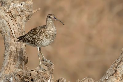 Eurasian Whimbrel - Regenwulp - Courlis corlieu
