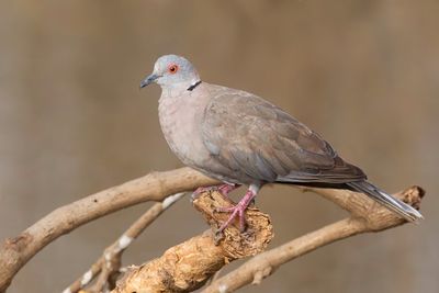 Mourning Collared Dove - Treurtortel - Tourterelle pleureuse