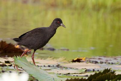 African Black Crake - Zwart Porseleinhoen - Marouette  bec jaune (j)