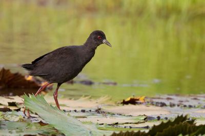 African Black Crake - Zwart Porseleinhoen - Marouette à bec jaune (j)