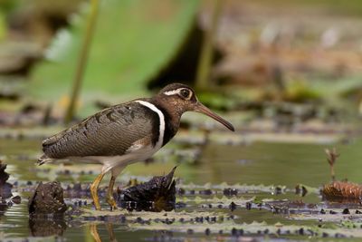 Greater Painted Snipe - Goudsnip - Rhynchée peinte (f)