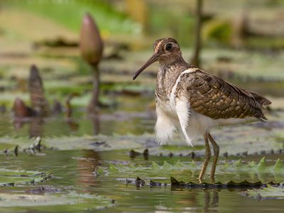 Greater Painted Snipe - Goudsnip - Rhynche peinte (m)