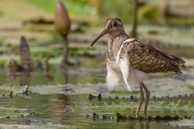 Greater Painted Snipe - Goudsnip - Rhynchée peinte (m)