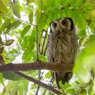 Northern White-faced Owl - Noordelijke Witwangdwergooruil - Petit-duc à face blanche