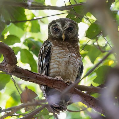 African Wood Owl - Afrikaanse Bosuil - Chouette africaine
