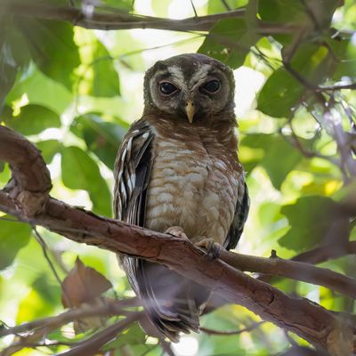 African Wood Owl - Afrikaanse Bosuil - Chouette africaine