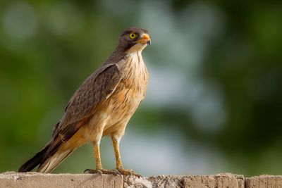 Grasshopper Buzzard - Sprinkhaanbuizerd - Busautour des sauterelles