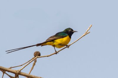 Pygmy Sunbird - Kleine Honingzuiger - Souimanga pygmée (m)