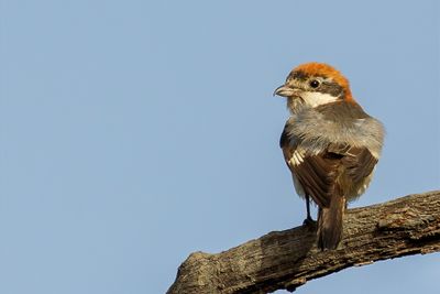 Woodchat Shrike - Roodkopklauwier - Pie-grièche à tête rousse