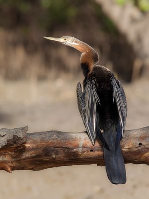 African Darter - Afrikaanse Slangenhalsvogel - Anhinga d'Afrique (f)