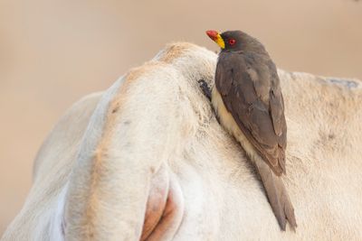 Yellow-billed Oxpecker - Geelsnavelossenpikker - Piqueboeuf à bec jaune