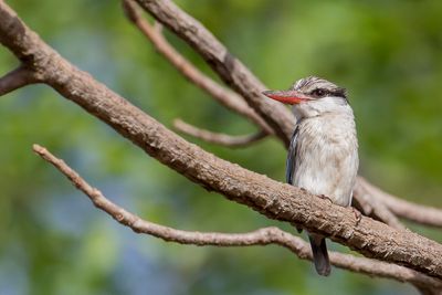 Striped Kingfisher - Gestreepte IJsvogel - Martin-chasseur strié