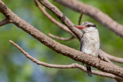 Striped Kingfisher - Gestreepte IJsvogel - Martin-chasseur stri