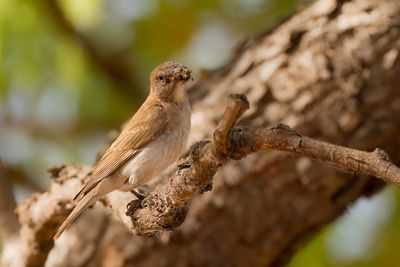 Sahel Bush Sparrow - Kleine Rotsmus - Petit Moineau (m)