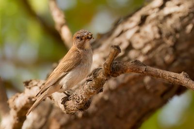 Sahel Bush Sparrow - Kleine Rotsmus - Petit Moineau (m)