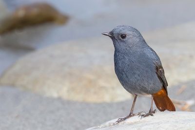 Plumbeous Water Redstart - Waterroodstaart - Rougequeue fuligineux