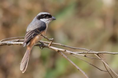 Long-tailed Shrike - Langstaartklauwier - Pie-grièche schach