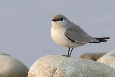 Small Pratincole - Kleine Vorkstaartplevier - Glaréole lactée