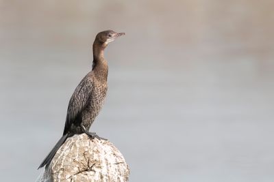 Pygmy Cormorant - Dwergaalscholver - Cormoran pygmée