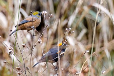 Golden-naped Finch - Goudkruinvink - Roselin à nuque d'or (m+f)