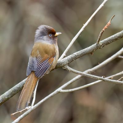 Rusty-fronted Barwing - Grijskopstreepvleugel - Actinodure d'Egerton